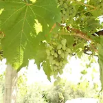 Country house Family House Bacalja Preko